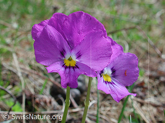 Foto: Langsporniges Stiefmütterchen 
Lat.: Viola calcarate
