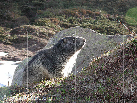 Foto: Murmeltier, vor Bau 
Lat.: Marmota marmota