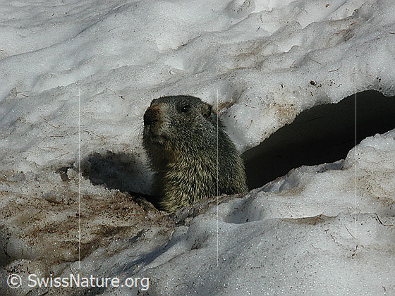 Foto: Murmeltier, aus Bau spähend 
Lat.: Marmota marmota