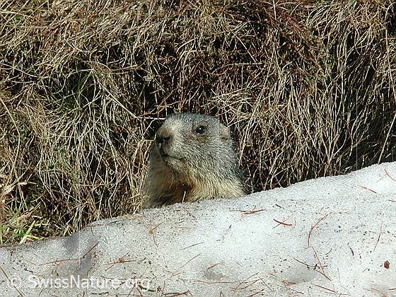 Foto: Junges Murmeltier. 
Lat.: Marmota marmota