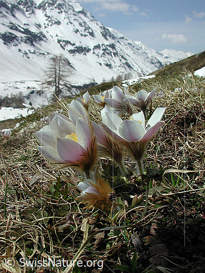 Foto: Frühlingsanemone, Pelzanemone mit Umgebung 
Lat.: Pulsatilla vernalis