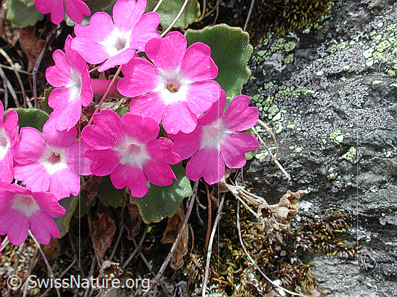 Foto: Rote Felsen-Primel 
Lat.: Primula hirsuta