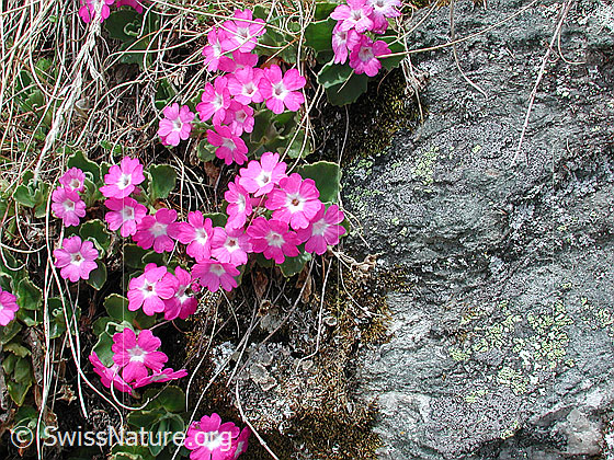Foto: Rote Felsen-Primel (Primula hirsuta). Blühend.
Lat.: Primula hirsuta
Familie: Primulaceae (Schlüsselblumengewächse)
Gattung: Primula (Primeln)