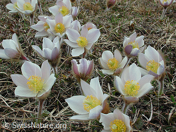 Foto: Grosse Anzahl Frühlingsanemone, Pelzanemonen mit Umgebung 
Lat.: Pulsatilla vernalis