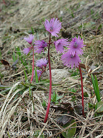 Foto: Grosses Alpenglöckchen 
Lat.: Soldanella alpina