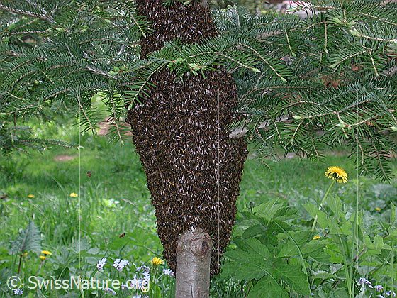 Foto: Bienenschwarm an kleiner Tanne.
Lat.: Apis mellifera
Familie: Apidae (Echte Biene)
Unterfamilie: Apis (Honigbienen)