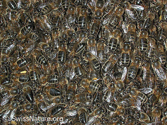 Foto: Bienenschwarm