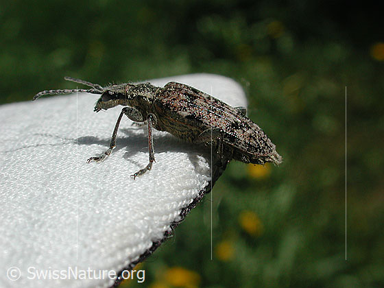 Foto: Kleiner Zangenbock (Rhagium inquisitor). Wird auch Schrotbock genannt.
Lat.: Rhagium inquisitor
Familie: Cerambycidae (Bockkäfer)
Unterfamilie: Lepturinae (Schmalböcke)