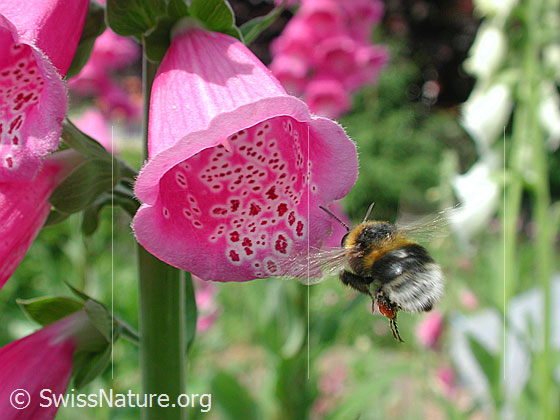 Foto: Erdhummel im Anflug auf einen rosa Fingerhut.