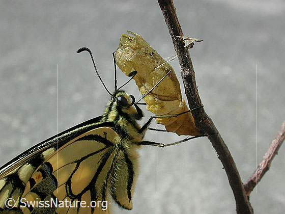Foto: Schwalbenschwanz (Nahaufnahme Seitenansicht) kurz nach dem Schlüpfen. Der Schmetterling hält sich an der leeren Puppe fest.