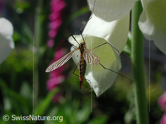 Foto: Kohlschnake auf weissem Fingerhut. Ansicht von oben.