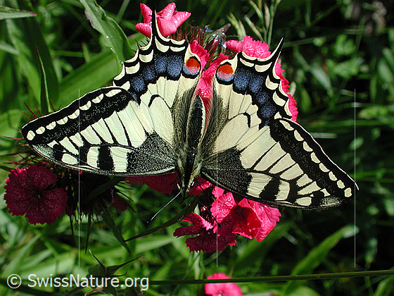 Foto: Schwalbenschwanz (Papilion machaon) auf Blüte einer Bart-Nelke (Dianthus barbatus). Schmetterling: Flügel geöffnet, Ansicht von oben.