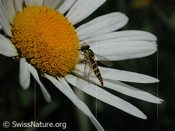 Foto: Schwebefliege auf Blüte
Lat.: Syrphus ribesi