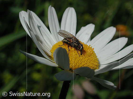 Foto: Fliege auf Blüte.
Raupenfliege