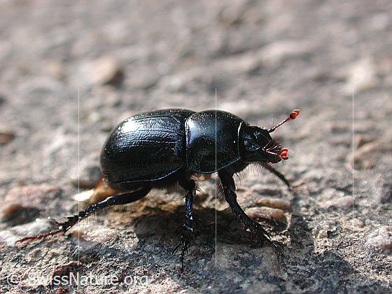 Foto: Gemeiner Mistkäfer
Lat.: Geotrupes stercorarius
Familie: Geotrupidae