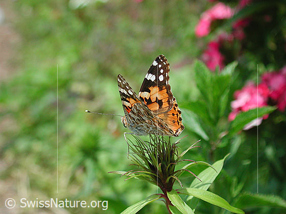 Foto: Distelfalter (Cynthia cardui)