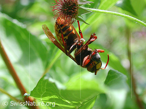Hornisse (Vespa crabro)