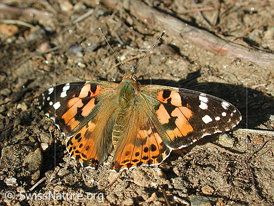 Distelfalter (Cynthia cardui)