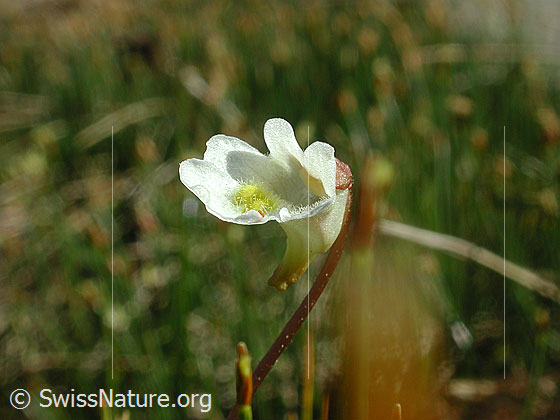 Foto: Alpen-Fettblatt, Blüte 
Lat.: Pinguicula alpina
Familie: Lentibulariaceae (Wasserschlauchgewächse)
Gattung: Pinguicula (Fettkräuter)