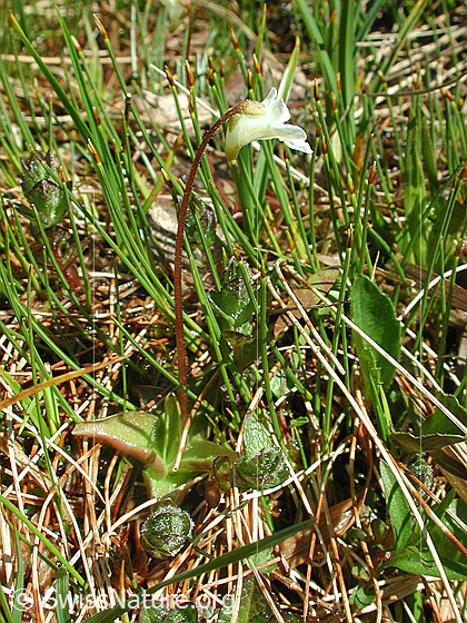 Foto: Alpen-Fettblatt 
Lat.: Pinguicula alpina
Familie: Lentibulariaceae (Wasserschlauchgewächse)
Gattung: Pinguicula (Fettkräuter)