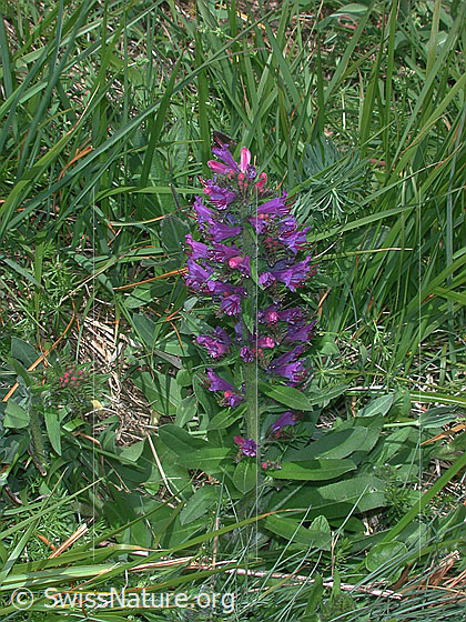 Foto: Natternkopf, gewöhnlicher 
Lat.: Echium vulgare