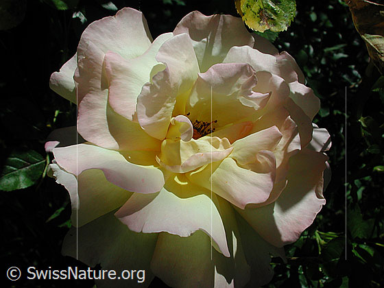 Foto: Blüte einer Rose