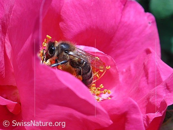 Foto: Honigbiene (Apis mellifera) an Blüte einer wilden Rose.