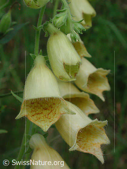 Foto: Grossblütiger Fingerhut (Digitalis grandiflora). Blüten.
Lat.: Digitalis grandiflora
Familie: Plantaginaceae (Wegerichgewächse)
Gattung: Digitalis (Fingerhüte)