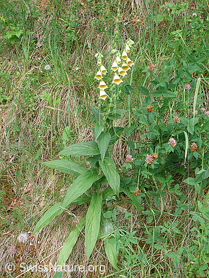 Foto: Grossblütiger Fingerhut (Digitalis grandiflora). Ganze Pflanze (Habitus).
Lat.: Digitalis grandiflora
Familie: Plantaginaceae (Wegerichgewächse)
Gattung: Digitalis (Fingerhüte)
