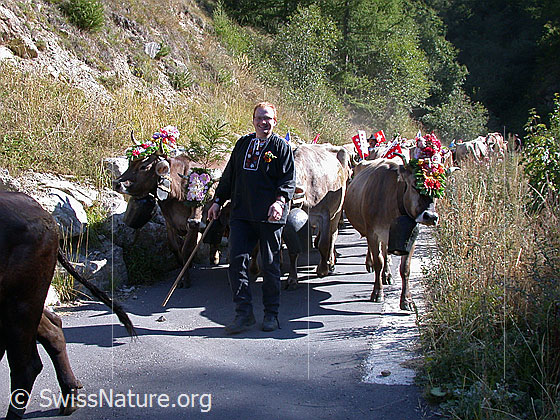 Foto: Alpabzug im Binntal, Wallis. Ein Senn begleitet geschmückte Rinder und Kühe ins Tal.