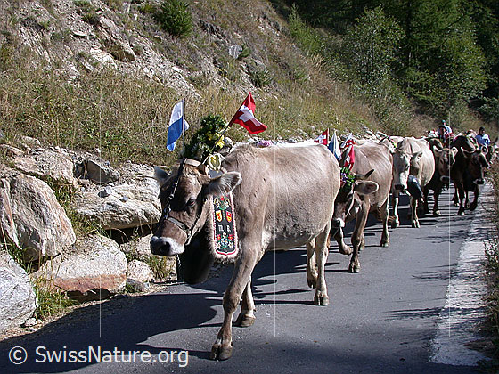 Foto: Herde geschmückter Kühe während Alpabzug im Binntal.