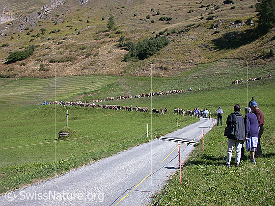 Foto: Alpabzug im Binntal. Ein lange Kollone Rinder und Kühe werdenn von Älplern ins Tal begleitet. Interessierte Zuschauer verfolgen das Ereignis.