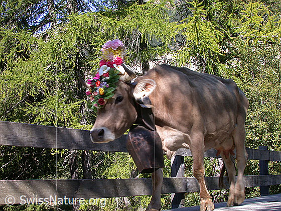 Foto: Kuh mit Schmuck und Treichel während Alpabfahrt im Binntal.