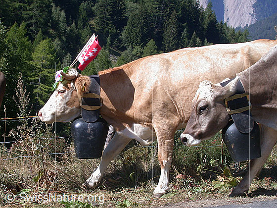 Foto: Rinder mit Schmuck und Treicheln während Alpabfahrt im Binntal.