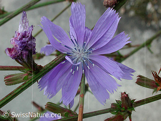 Foto: Wegwarte (Cichorium intybus). Blüte 