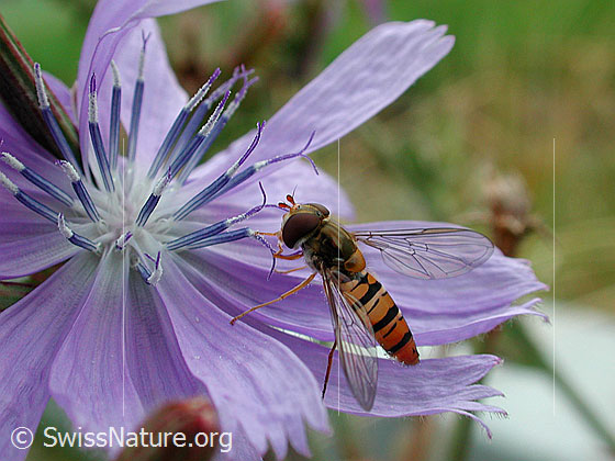 Foto: Hainschwebfliege (Episyrphus balteatus) auf Wegwarte (Cichorium intybus). Ansicht von seitlich oben.