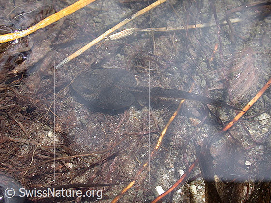 Foto: Kaulquappe in Bergsee.