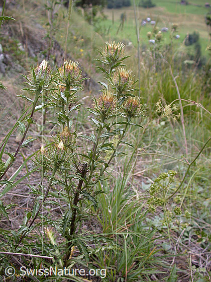 Foto: Golddistel (Carlina vulgaris). Ganze Pflanze (Habitus).
