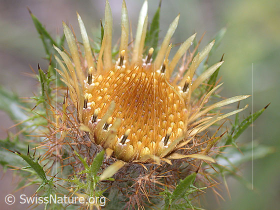 Foto: Golddistel (Carlina vulgaris). Blüte.