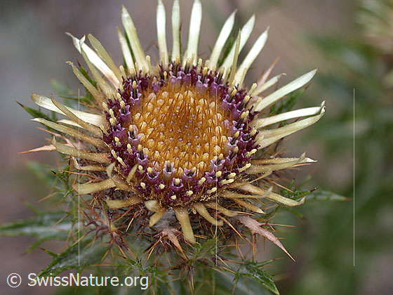 Bald verblühte Blüte einer gewöhnlichen Golddistel