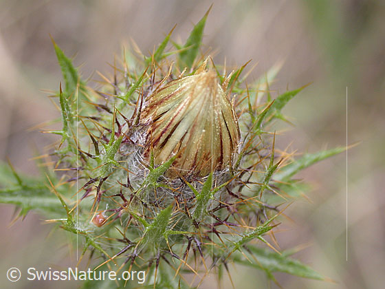 Foto: Geschlossene Blüte einer gewöhnlichen Golddistel
Lat.: Carlina vulgaris