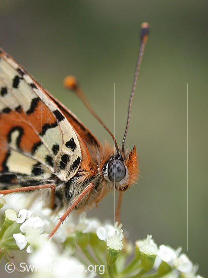 Foto: Roter Scheckenfalter auf Blütendolde. Flügel geschlossen. Detailansicht Kopf, Fühler und Vorderkörper. Ansicht von der Seite.
Lat.: Melitaea didyma
Familie: Nymphalidae (Edelfalter) 
Unterfamilie: Nymphalinae (Fleckenfalter)