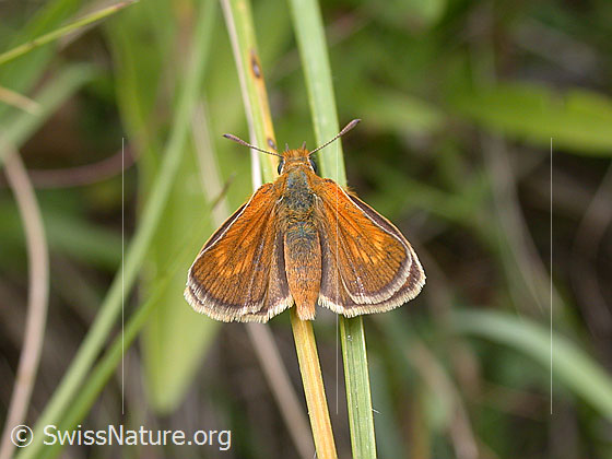 Foto: Rostfarb. Dickkopffalter
Lat.: Ochlodes venatus
Familie: Hesperiidae (Dickkopffalter)