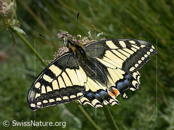 Foto: Schwalbenschwanz
Lat.: Papilio machaon