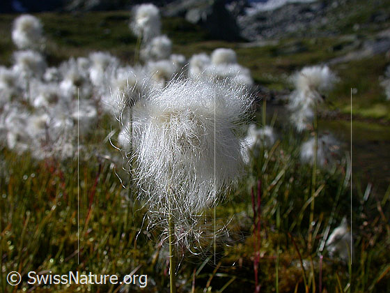 Foto: Scheuchzers Wollgras, Blüte Lat.: Eriphorum Scheuchzeri