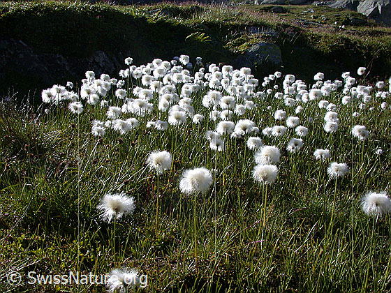 Foto: Scheuchzers Wollgras, mehrere Pflanzen Lat.: Eriphorum Scheuchzeri