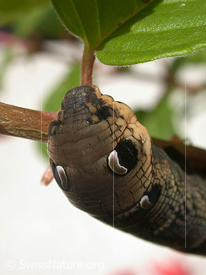 Photo: Caterpillar of Deilephila elpenor. Head. View from above.