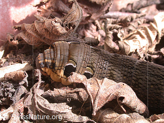Photo: Caterpillar of Deilephila elpenor. Head. View from the side.
