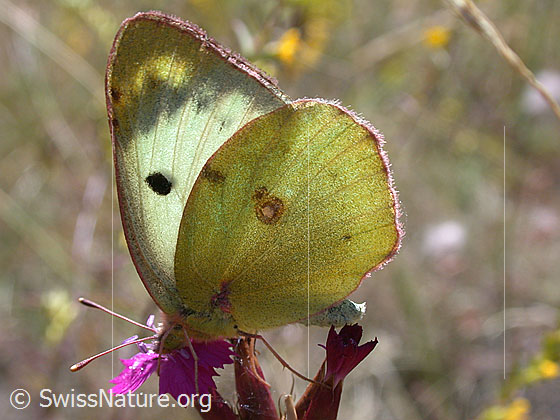 Foto: Goldene Acht 
Lat.: Colias hyale