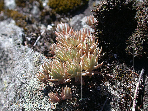 Foto: Alpen-Hauswurz 
Lat.: Sempervivum tectorum ssp. alpinum 
Familie: Crassulaceae
